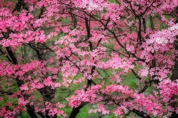 Jones, Adam 아티스트의 Soft focus view of large pink flowering dogwood tree in full bloom-Kentucky작품입니다.